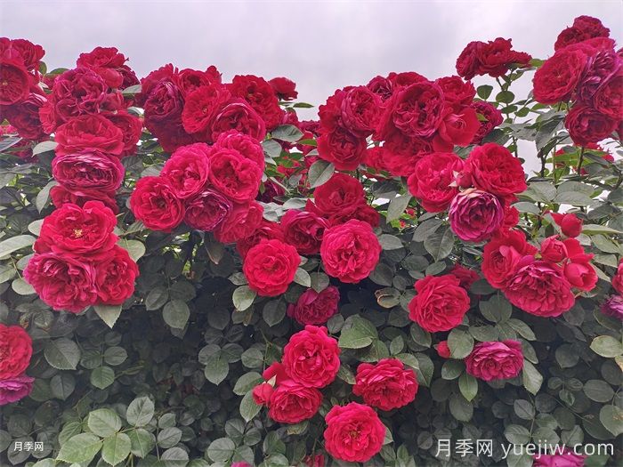 弗洛伦蒂娜月季/蒂娜/佛罗伦萨(图2)