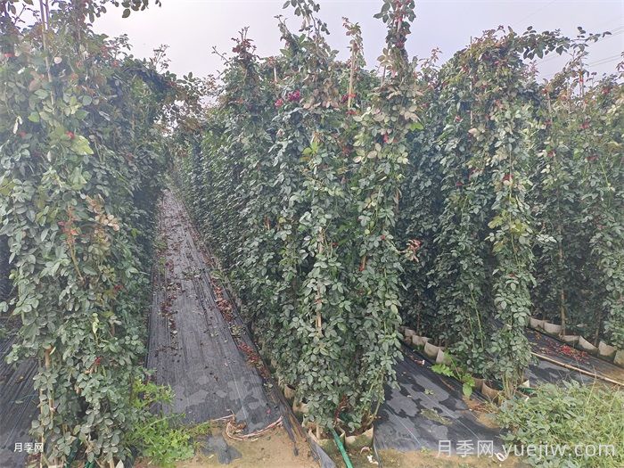 弗洛伦蒂娜月季/蒂娜/佛罗伦萨(图7)
