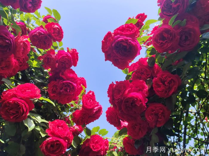 弗洛伦蒂娜月季/蒂娜/佛罗伦萨(图5)