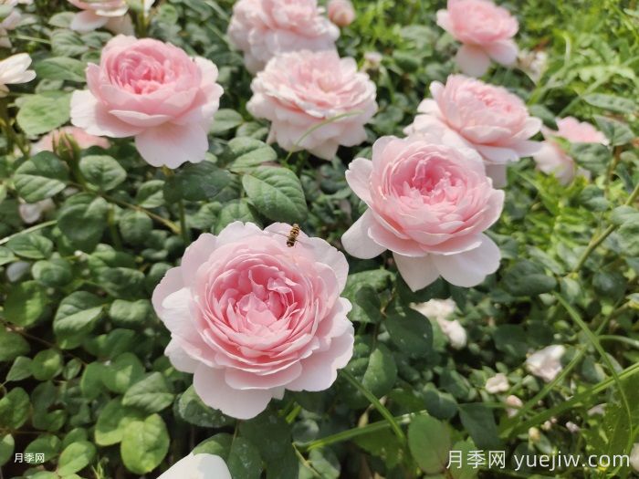 瑞典女王月季(图2)
