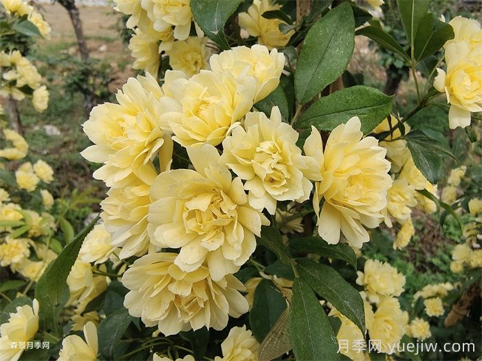 黄木香蔷薇(图4) 黄木香蔷薇(图4)