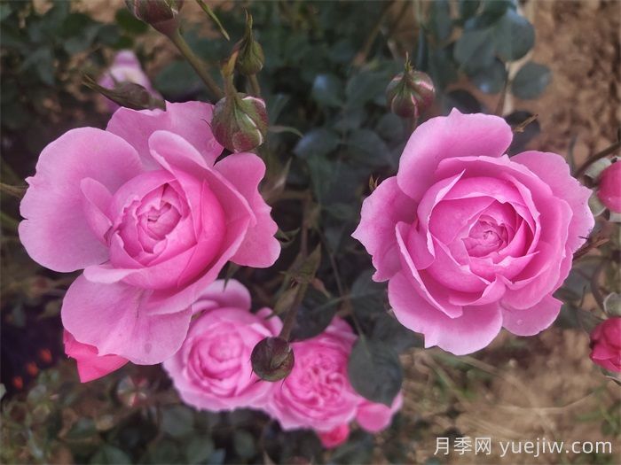 铃之妖精月季/妖精(图6)