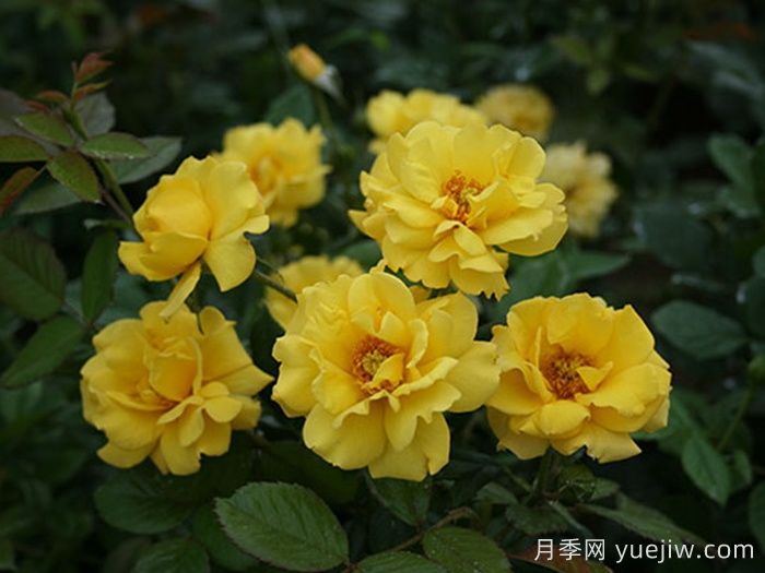 金玛丽月季/金玛莉月季(图2)