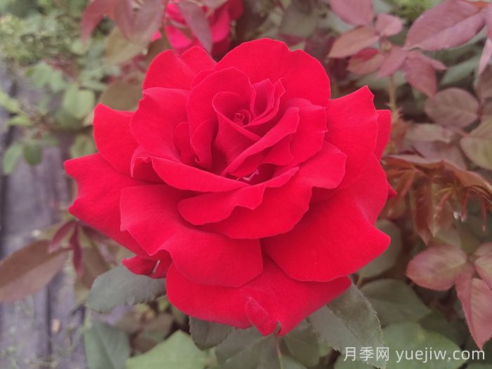 梅朗口红月季/梅郎口红(图1)