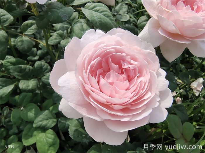 月季介绍：瑞典女王月季(图1)