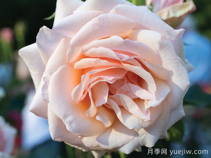 月季介绍，珍珠之母月季(图1)