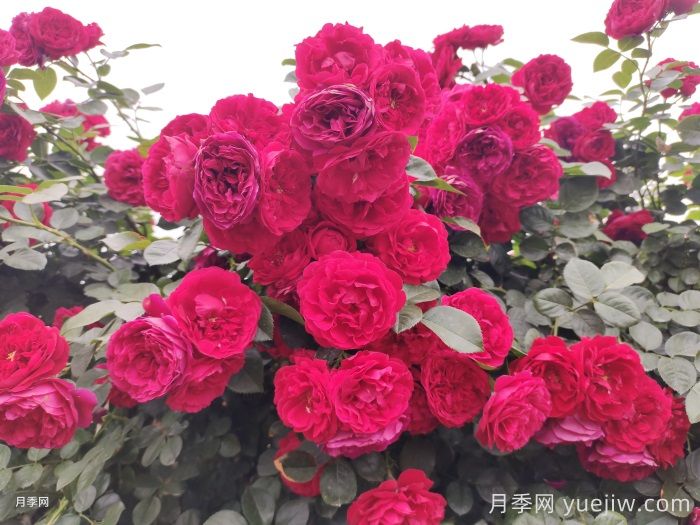 绽放在重庆的14款月季图谱(图6)