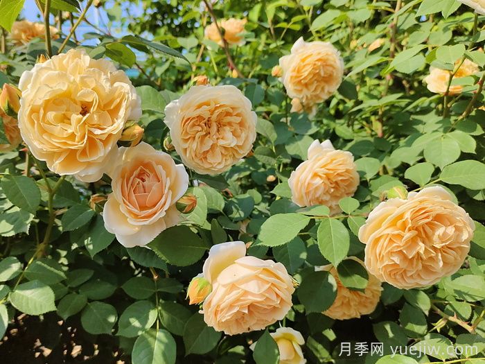 玛格丽特王妃月季(图4)