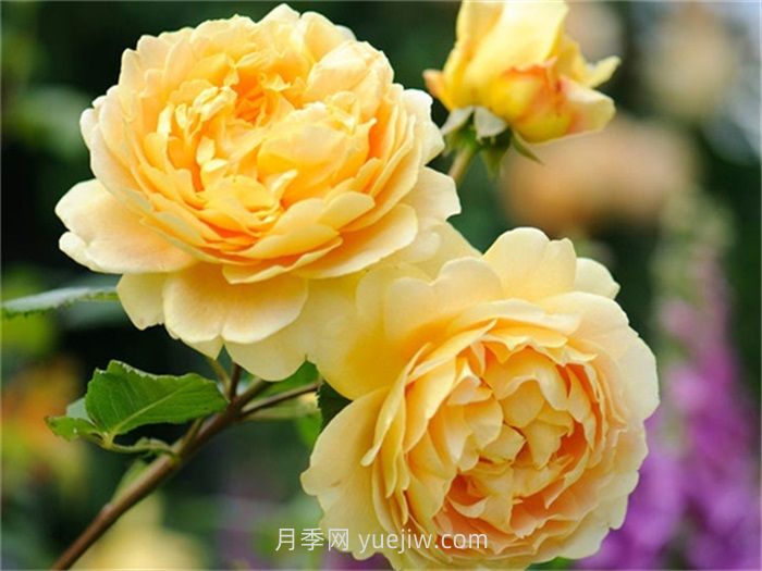 黄金庆典月季(图2)