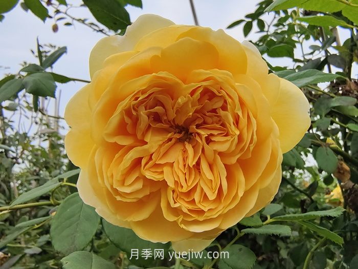 黄金庆典月季(图3)
