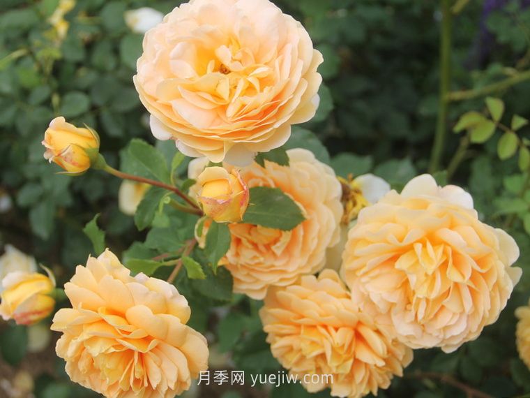 黄金庆典月季(图5)