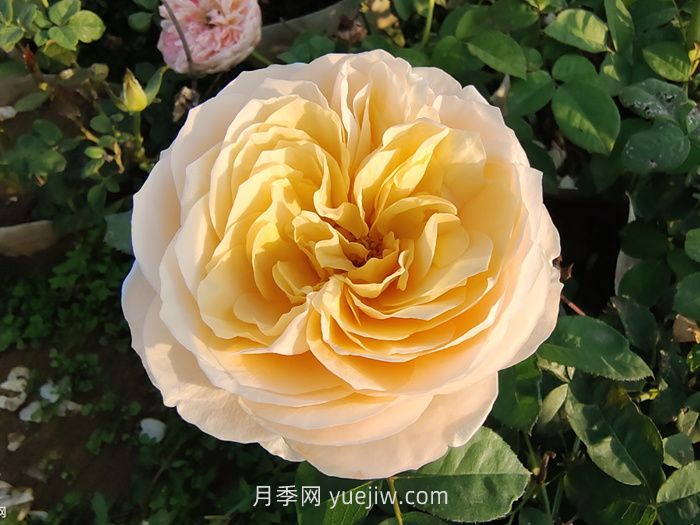 朱丽叶月季/切花朱丽叶(图4)