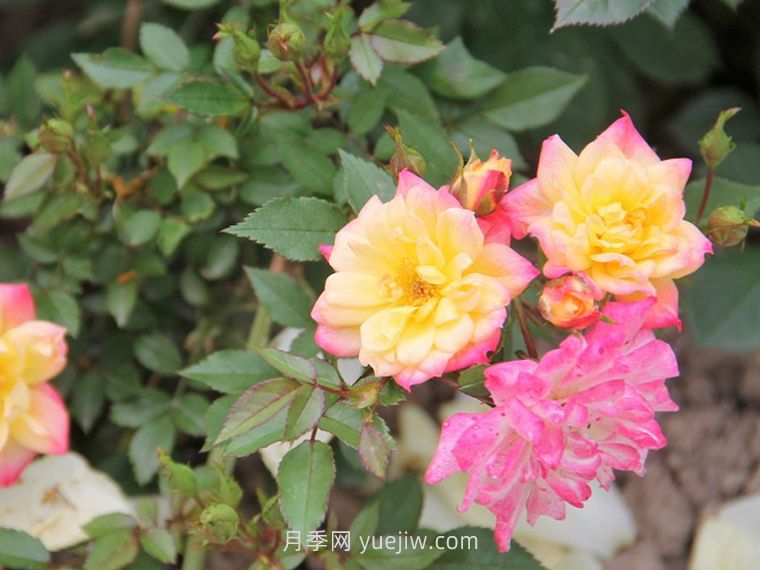 小五彩月季的介绍和优缺点(图1)