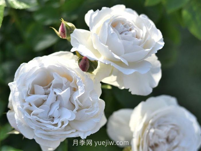 巴普洛娃月季的介绍和优缺点(图1)