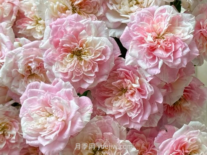 幸福之门月季的介绍和优缺点(图1)