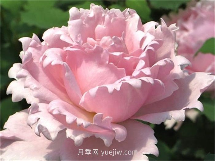 索菲罗莎月季的介绍和优缺点(图1)