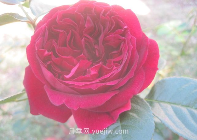 自由精灵月季的介绍和优缺点(图1)