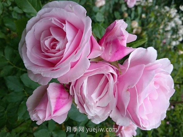 情书月季的介绍和优缺点(图1)