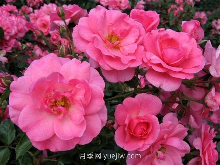 米拉托月季的介绍和优缺点(图1)