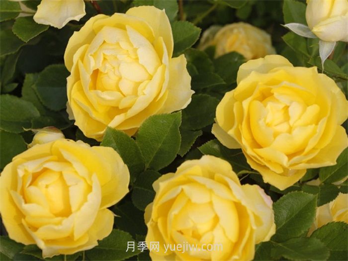 金丝雀月季的介绍和优缺点(图1)