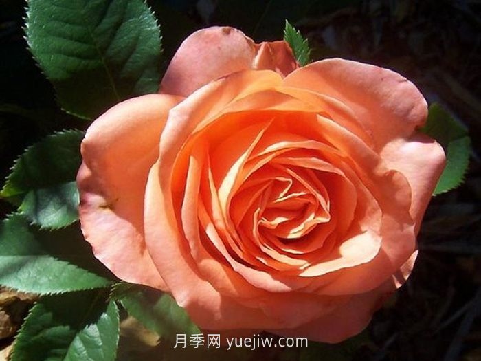 丹陶木瓜月季的介绍和优缺点(图1)