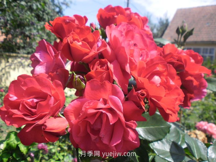 绯红天空月季的介绍和优缺点(图1)