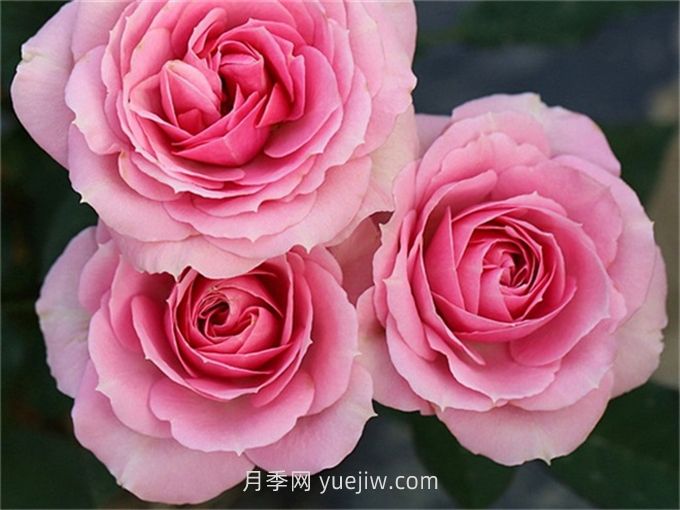 处女座月季的介绍和优缺点(图1)