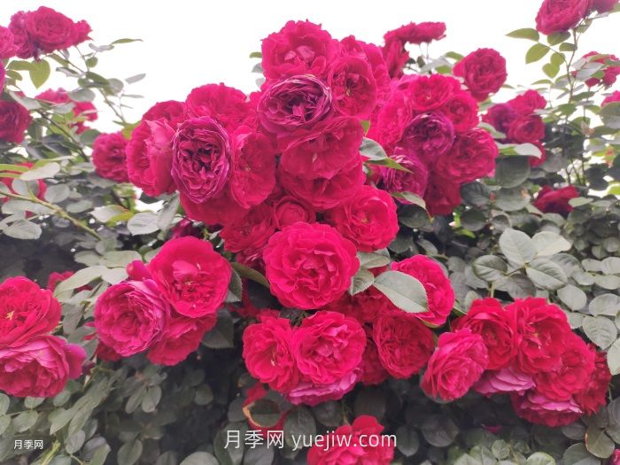 藤本月季第几年爆发花量***多?(图1)