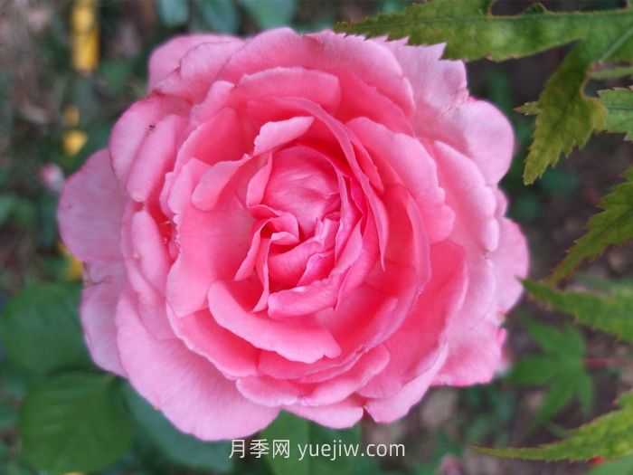 花宫娜月季介绍和优缺点(图1)