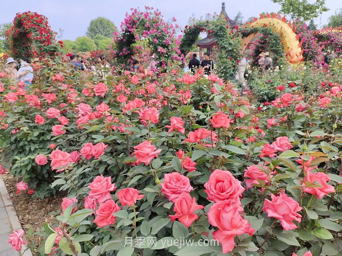 园林花木景观应用(图1)