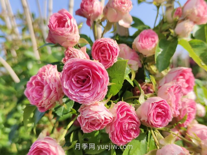 推荐***值得入手的爬墙月季品种(图5)