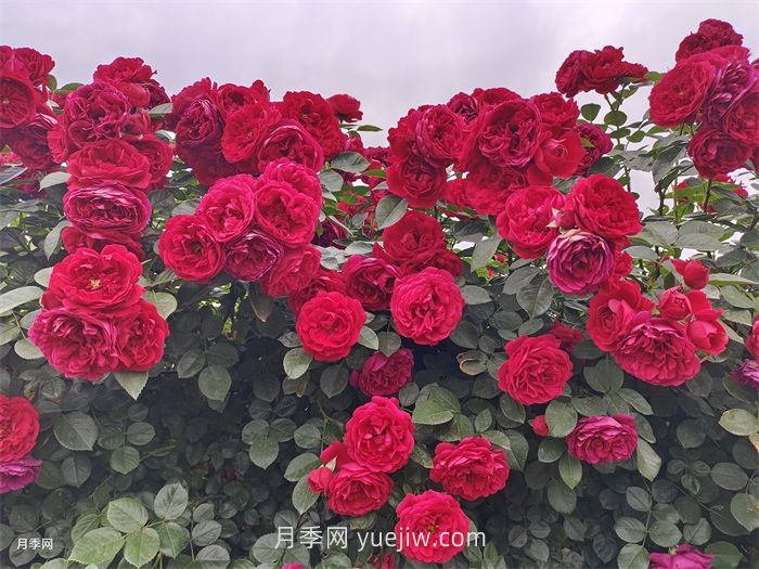 推荐***值得入手的爬墙月季品种(图1)