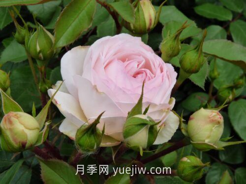斯蒂芬妮古城堡月季介绍和优缺点(图1)