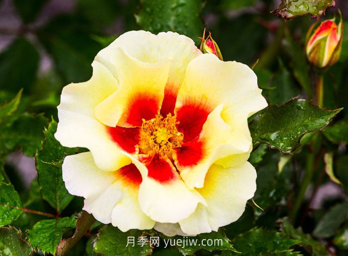 奶油巴比伦眼睛月季介绍和优缺点(图1)