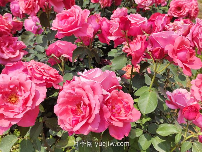 ***常见的粉色月季有什么品种？(图1)
