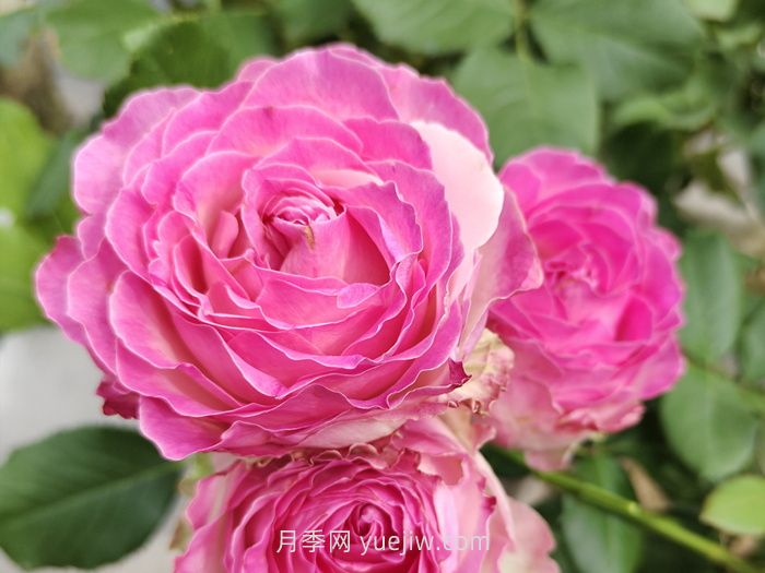 什么是切花月季？切花有哪些品种?(图2)