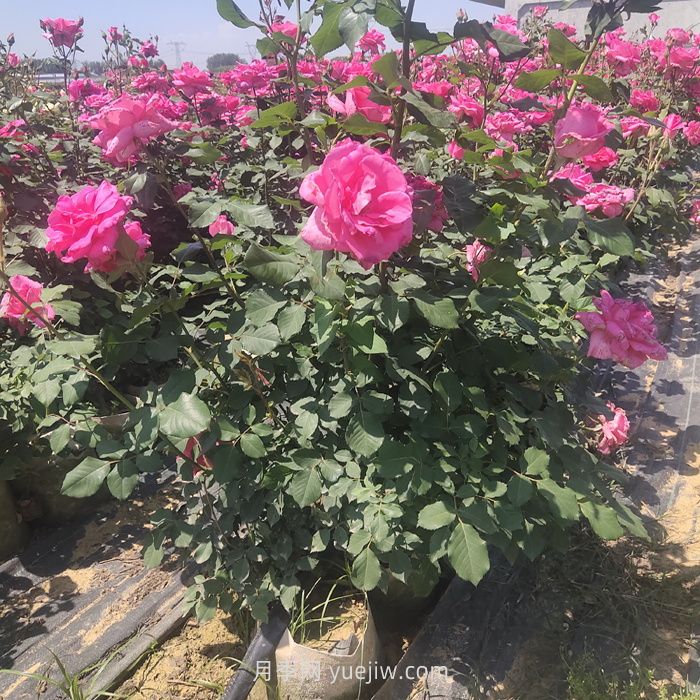 夏季月季修剪不当为什么会死？(图1)