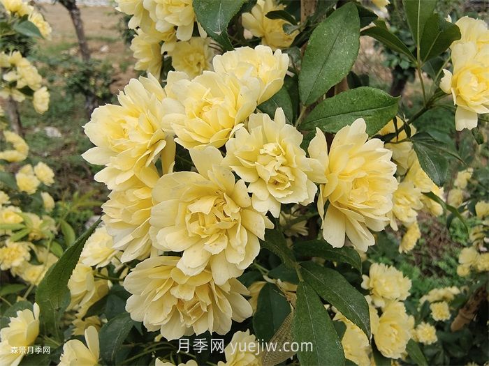 黄木香多久可以开花？黄木香怎样才能多开花呢？(图1)