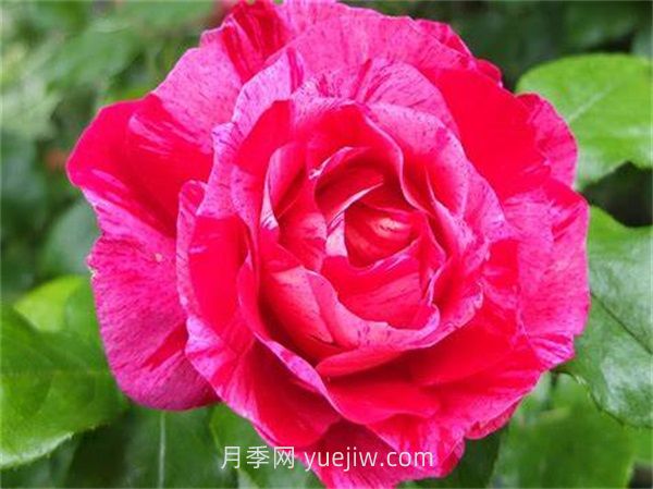 瓦萨加明月季介绍和优缺点(图1)
