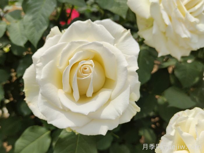 坦尼克月季介绍和优缺点(图1)