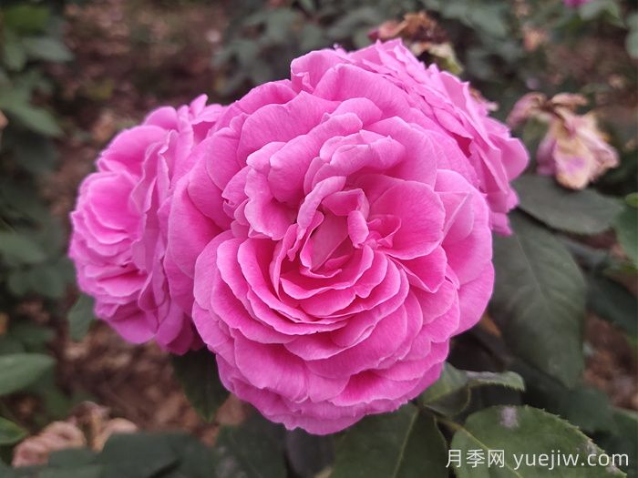蓝月亮月季介绍和优缺点(图1)