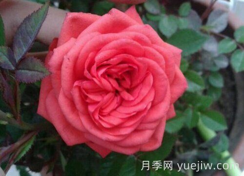 伊芙风情月季介绍和优缺点(图1)