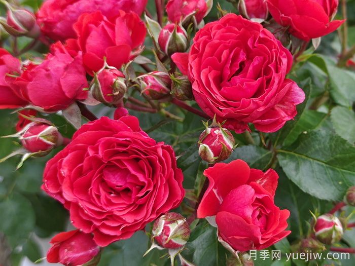 18种漂亮的藤本月季灌木月季微型月季，夏天可以养(图9)
