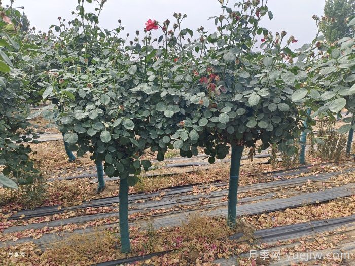 春季高温到来，如何提高月季树成活率？(图2)