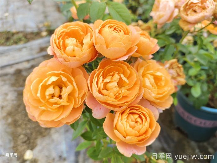 热门50种月季花品种展示，每一种都独特美丽(图6)