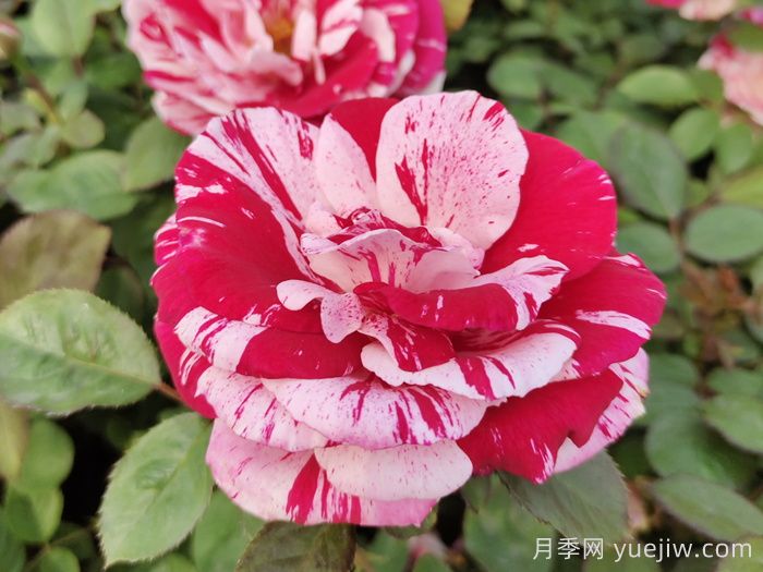 无锡龙寺生态园月季花开陶人醉(图1)