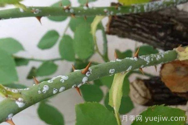 月季感染了蚧壳虫用什么药治？(图1)
