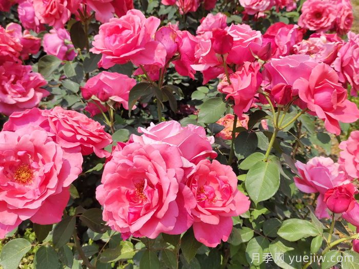 大花月季主要有哪些花色和品种？(图2)