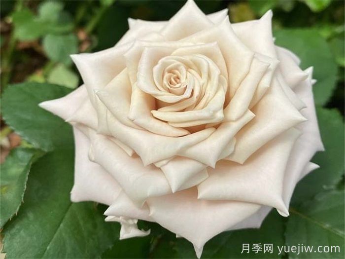 条件有限，适合阳台的12款月季(图4)