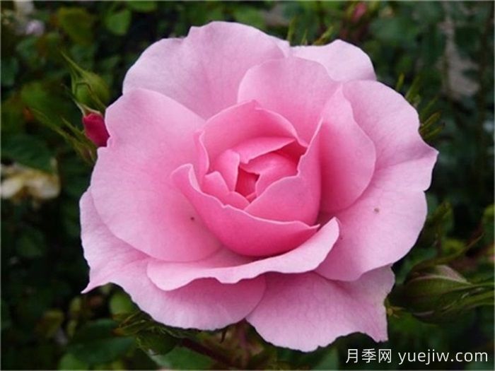 WFRS殿堂盘点世界上***受欢迎的16个月季品种(图8)